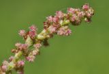 Rumex acetosa. Верхушка соцветия. Приморский край, Шкотовский р-н, окр. с. Новонежино, переувлажнённый луг. 08.06.2025.