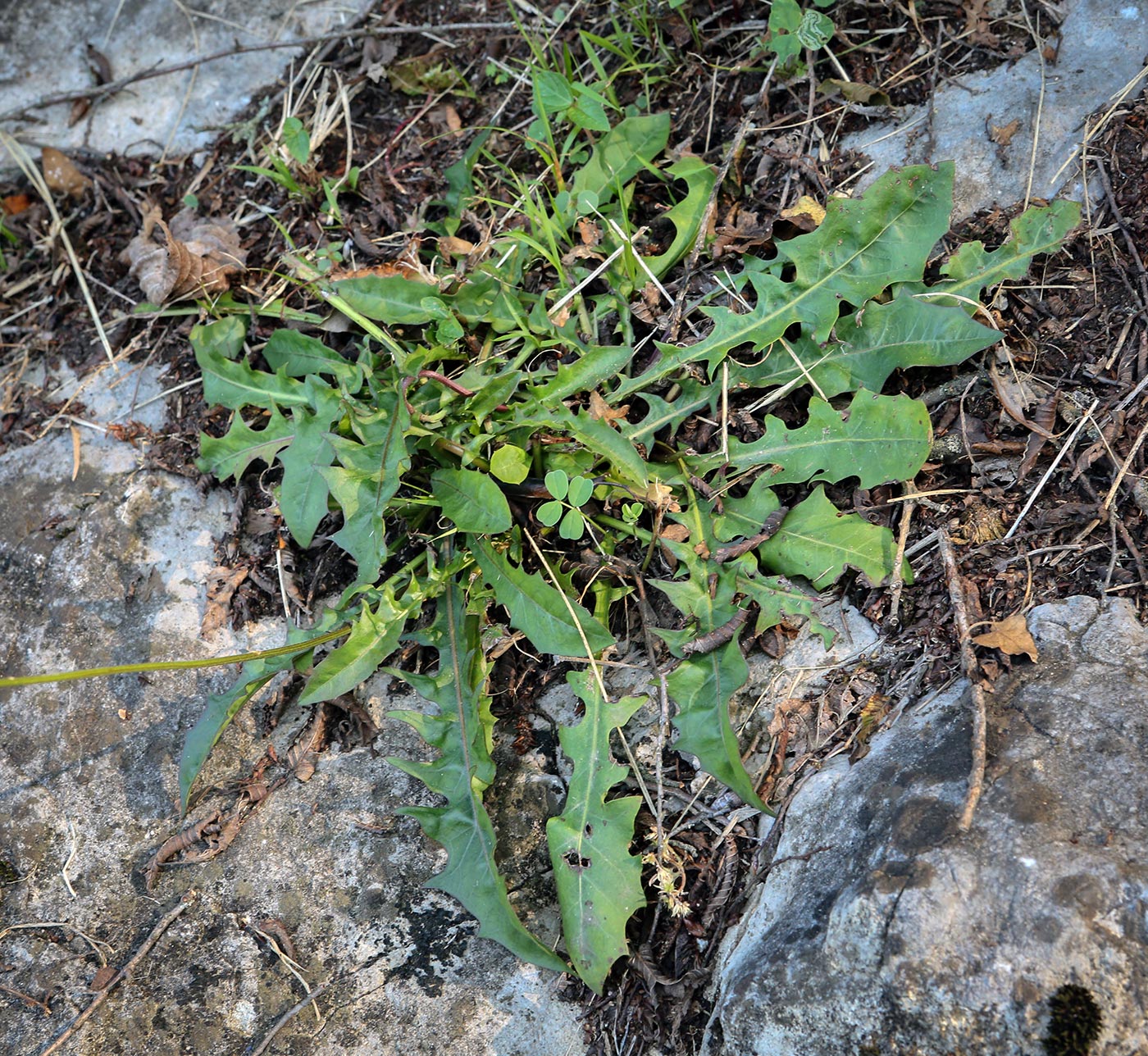 Изображение особи Leontodon hispidus ssp. hastilis.