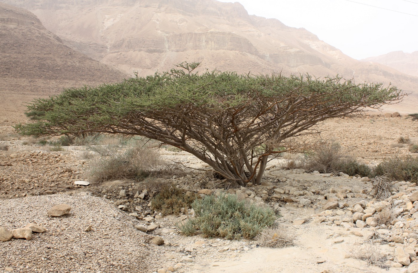 Image of Vachellia tortilis specimen.