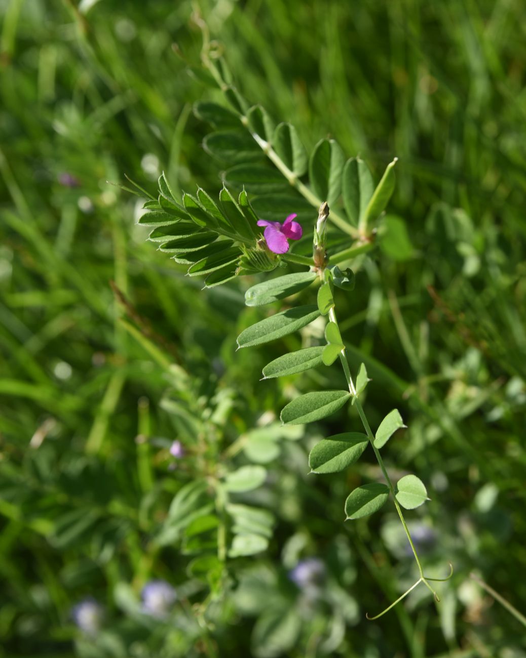 Изображение особи Vicia angustifolia.