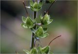 Digitalis purpurea. Часть соплодия с незрелыми плодами. Московская обл., Раменский р-н, окр. дер. Хрипань, садовый участок. 30.06.2025.