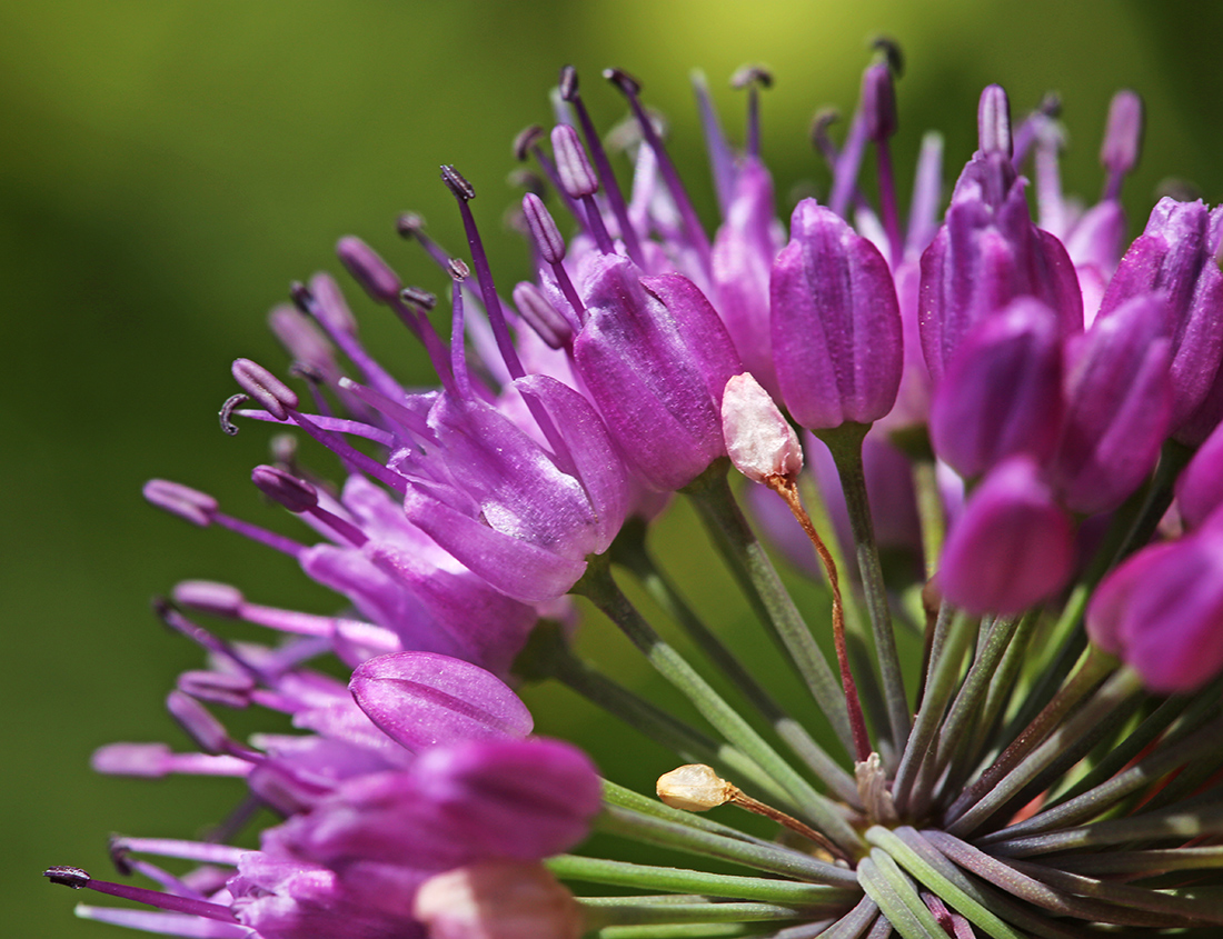 Изображение особи Allium spirale.