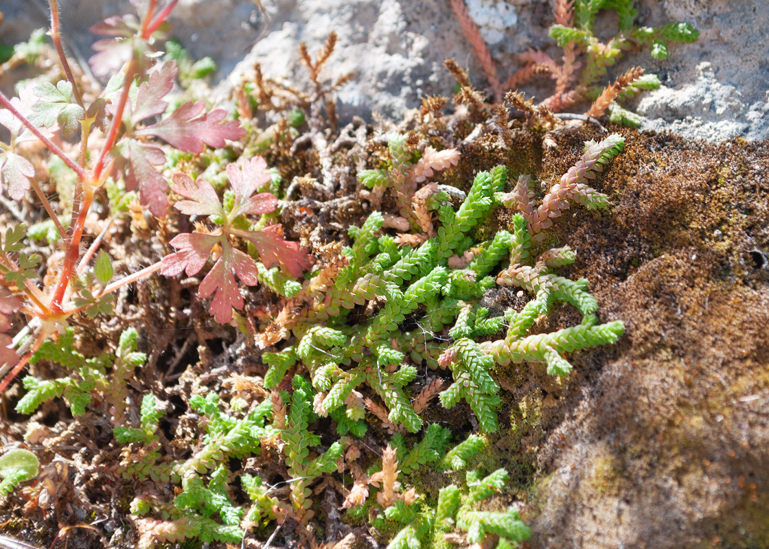 Image of Selaginella denticulata specimen.