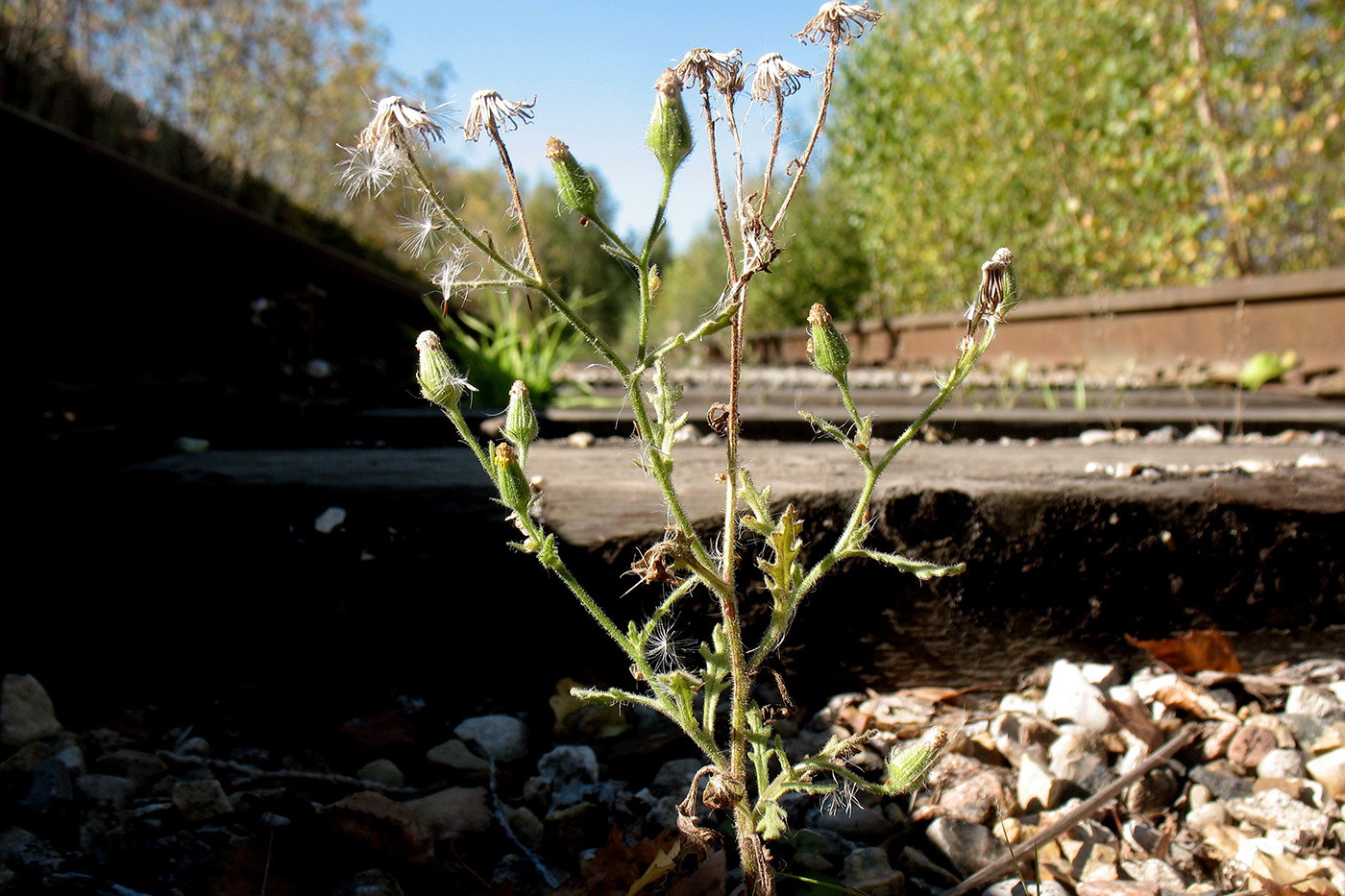 Изображение особи Senecio viscosus.