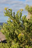 Dittrichia viscosa