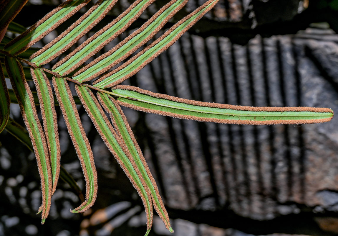 Image of Pteris vittata specimen.