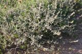 Helianthemum stipulatum. Зацветающее растение. Израиль, г. Ашдод, пустырь на песках. 01.03.2011.