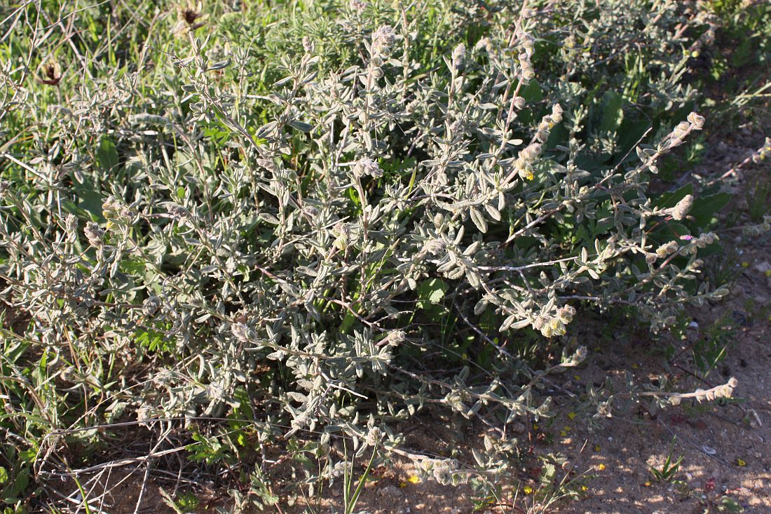 Image of Helianthemum stipulatum specimen.