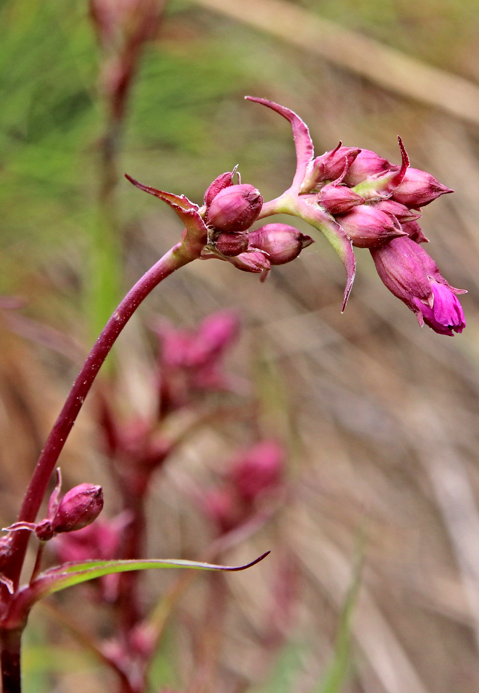 Изображение особи Viscaria alpina.