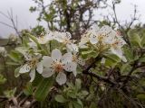 Pyrus elaeagrifolia. Верхушка ветви с соцветиями. Крым, муниципальный округ Судак, п-ов Меганом, луг с одиноко стоящими деревцами, туман. 21.04.2025.