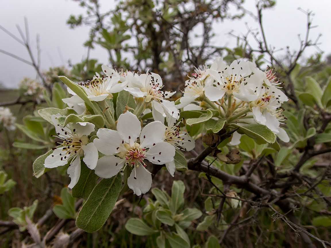 Image of Pyrus elaeagrifolia specimen.