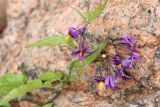 Solanum dulcamara