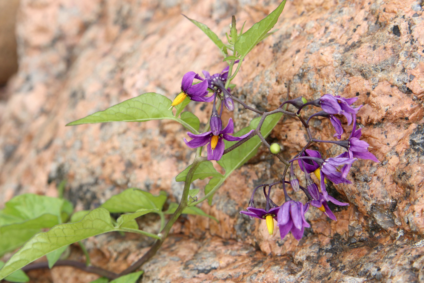 Image of Solanum dulcamara specimen.