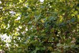 Platanus orientalis. Верхушка ветви с соплодиями. Португалия, округ Лиссабон, дворец Келуш, в культуре. 05.08.2025.