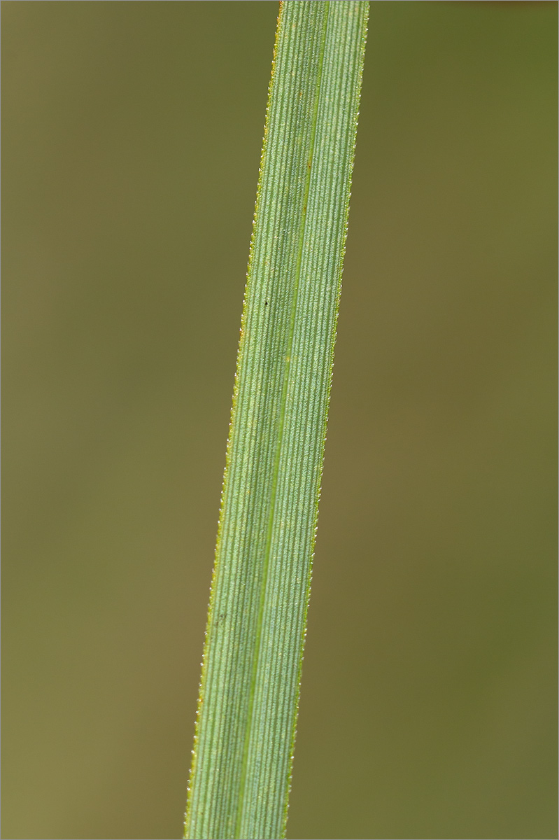 Image of genus Carex specimen.