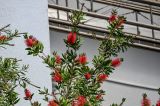 Callistemon citrinus. Ветви с соцветиями. Португалия, округ Лейрия, пос. Назаре, в культуре. 07.08.2025.