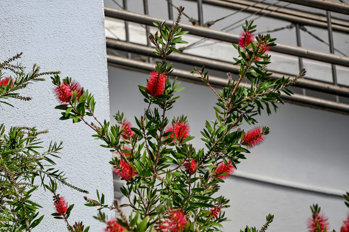 Изображение особи Callistemon citrinus.
