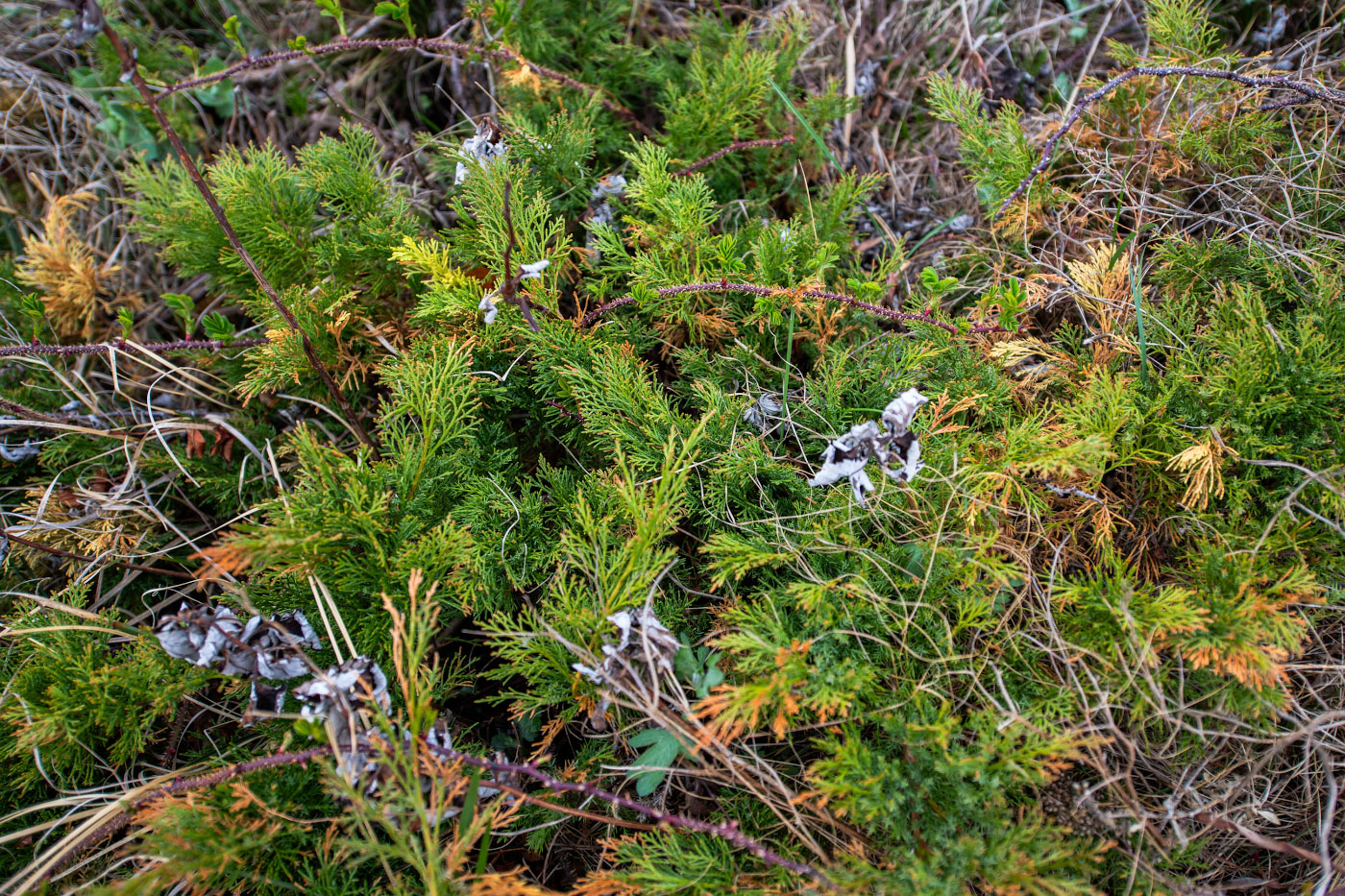 Изображение особи Juniperus davurica.
