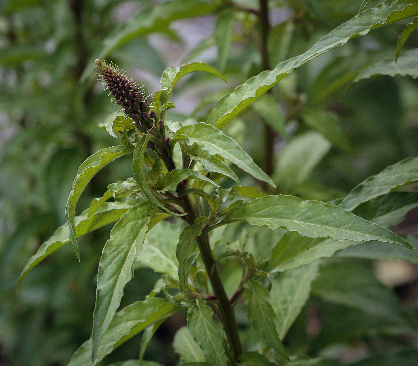 Image of Lysimachia dubia specimen.