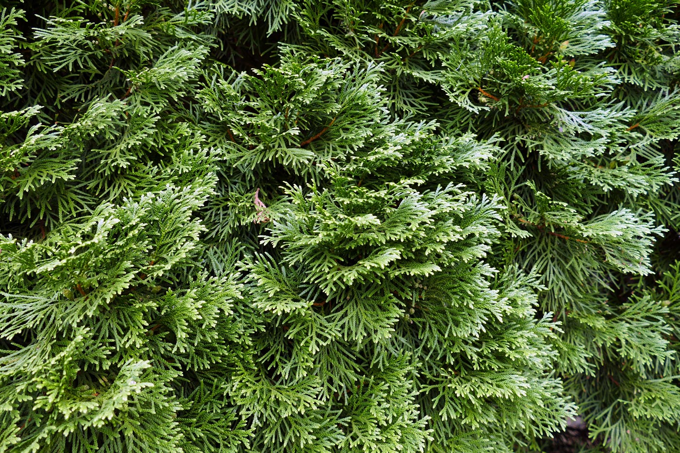 Image of Thuja occidentalis specimen.