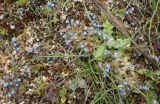 Myosotis incrassata