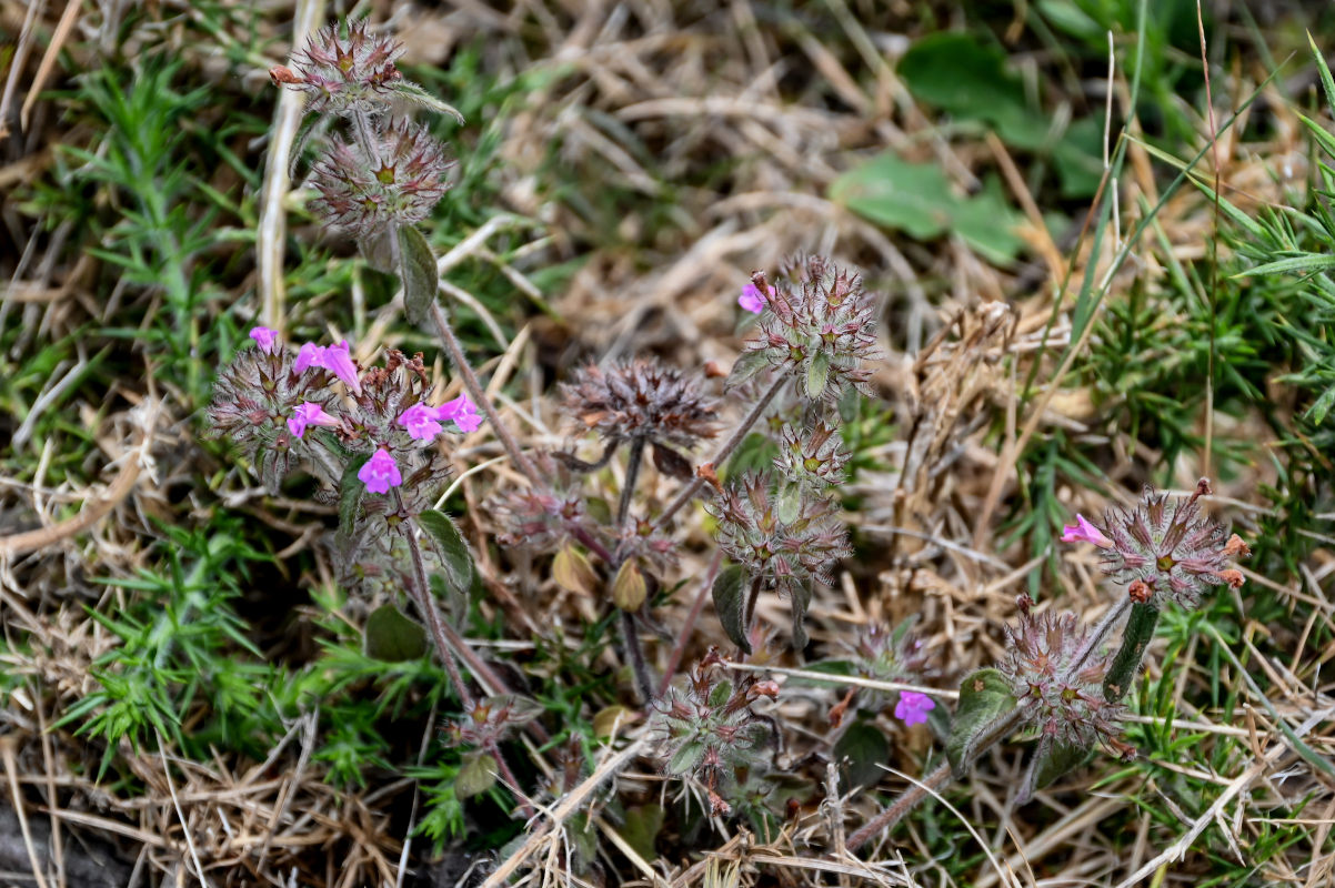 Изображение особи род Clinopodium.