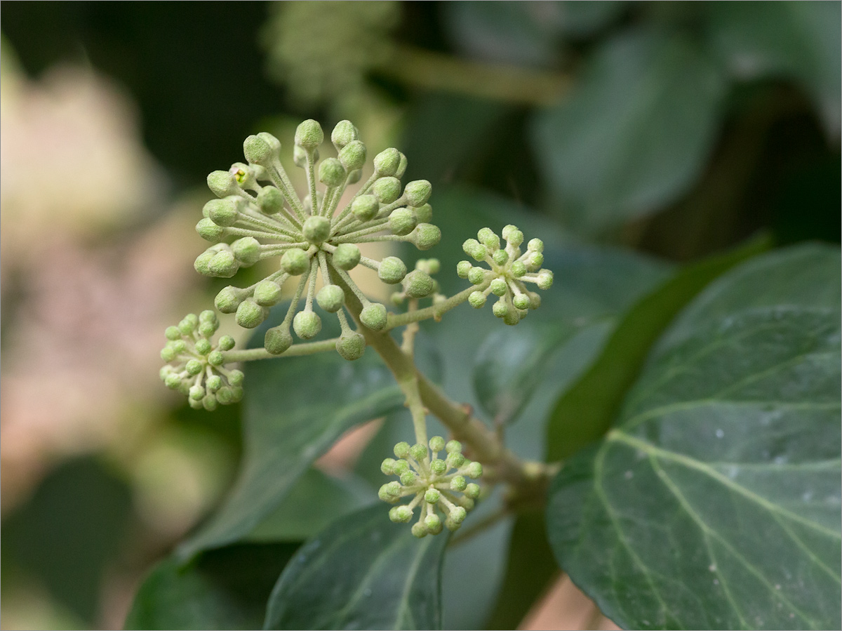 Изображение особи Hedera helix.