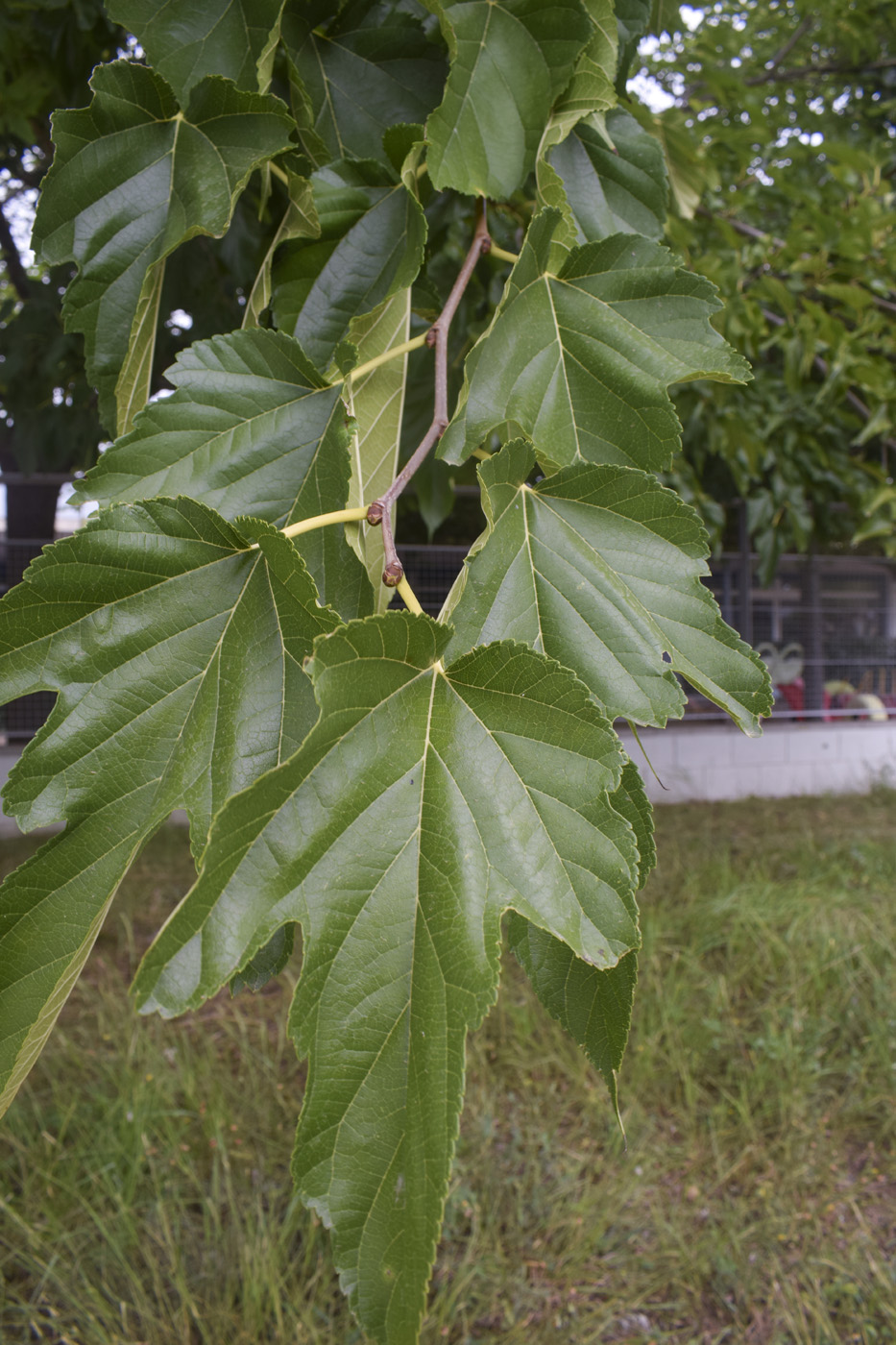 Image of Morus alba specimen.