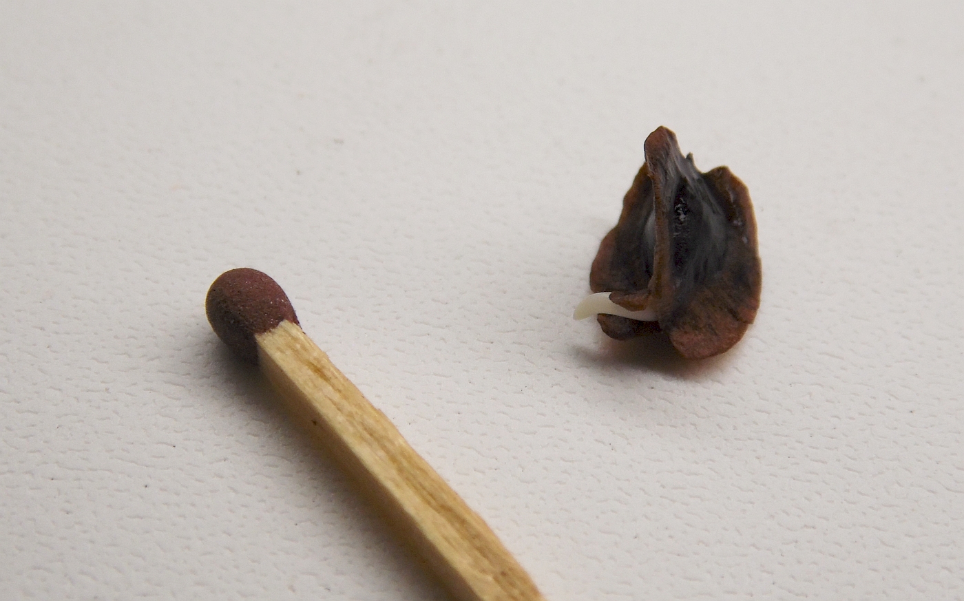 Изображение особи Rheum rhaponticum.