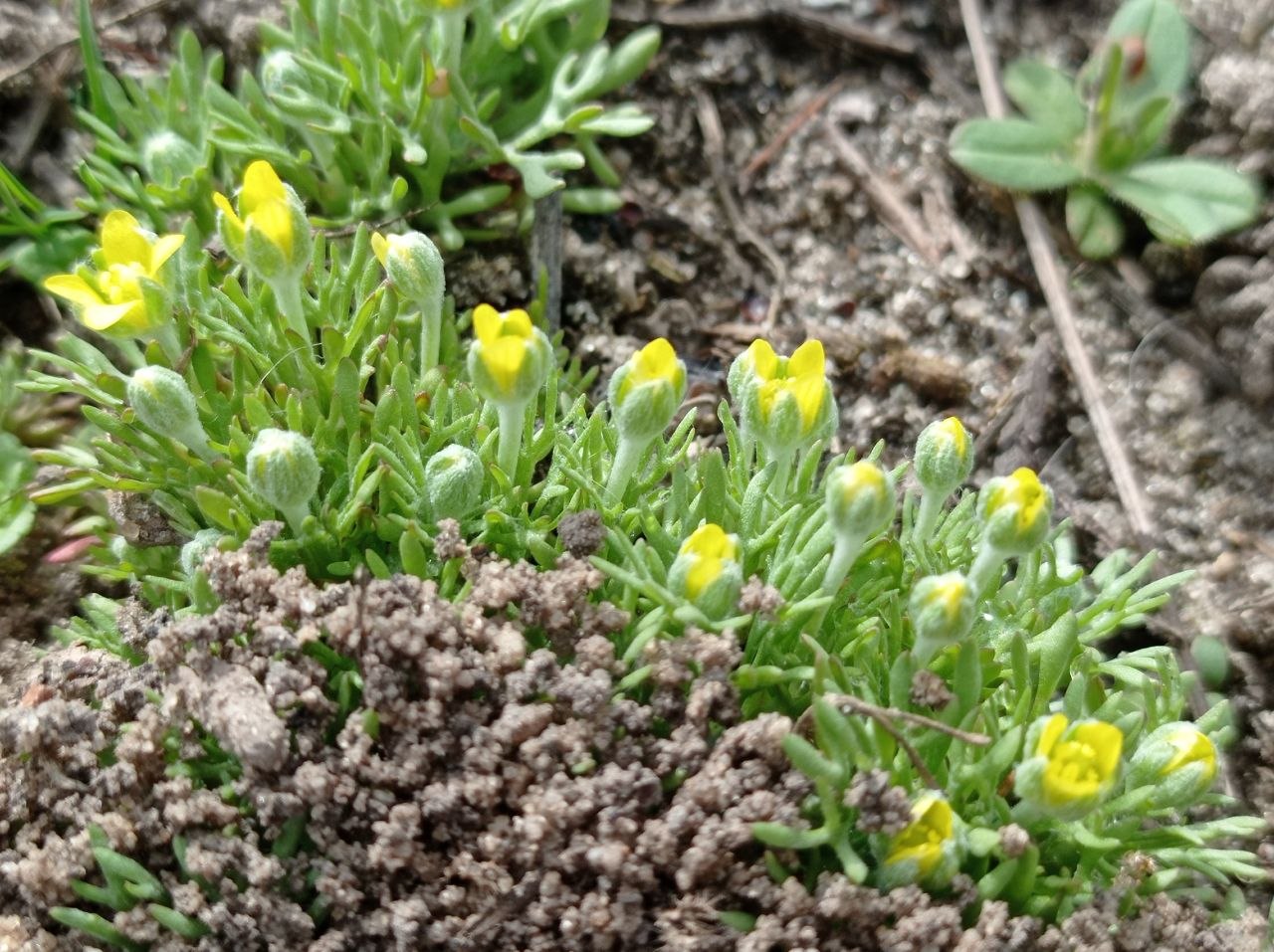 Image of Ceratocephala orthoceras specimen.