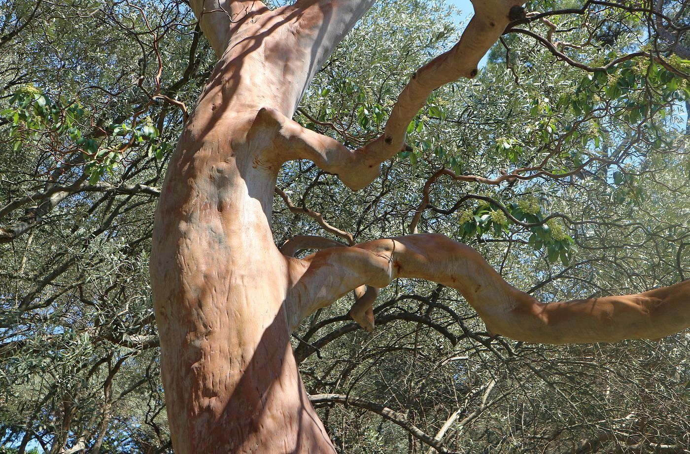 Изображение особи Arbutus andrachne.