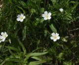 Cerastium nemorale. Цветки. Грузия, край Самцхе-Джавахети, край Эрушетского нагорья (800 м до заброшенного селения Зеда-Тмогви), выс. 1800 м н.у.м., луг. 29 мая 2025 г.