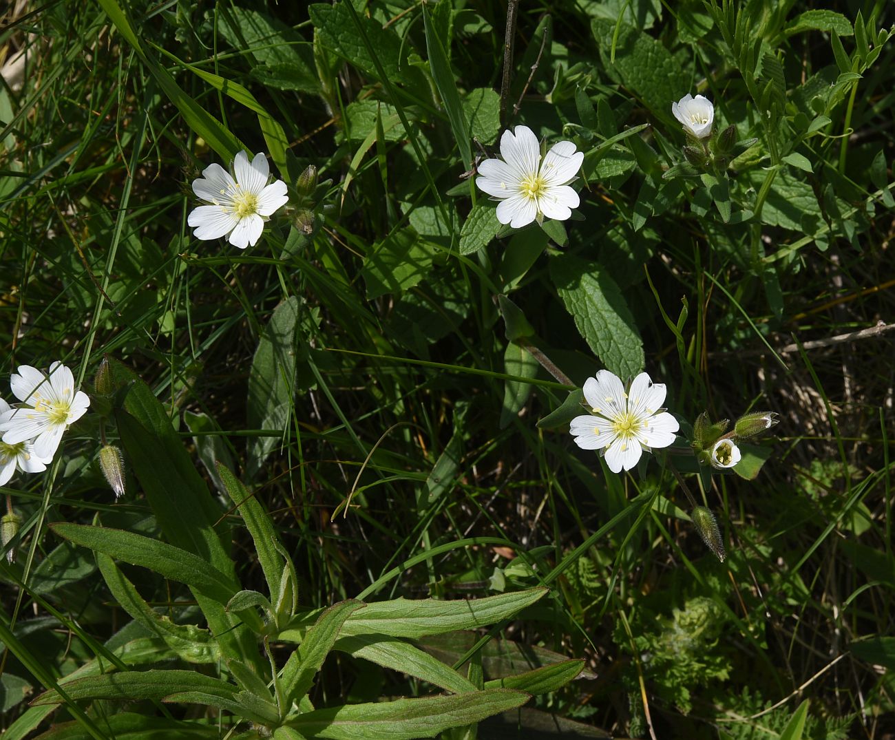 Изображение особи Cerastium nemorale.