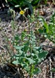 Sonchus oleraceus. Цветущее растение. Португалия, г. Лиссабон, у дороги. 10.08.2025.