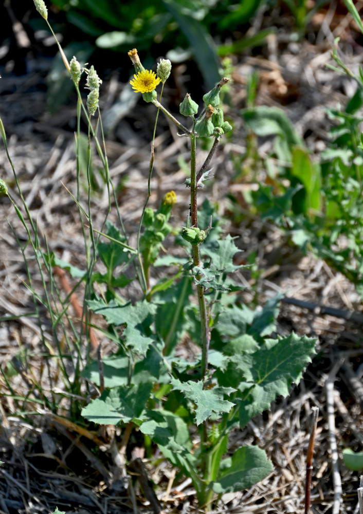 Изображение особи Sonchus oleraceus.