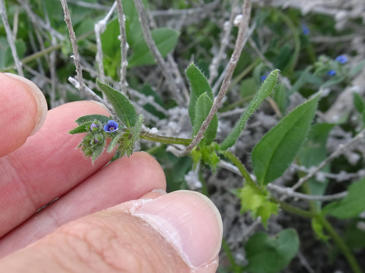 Image of Asperugo procumbens specimen.