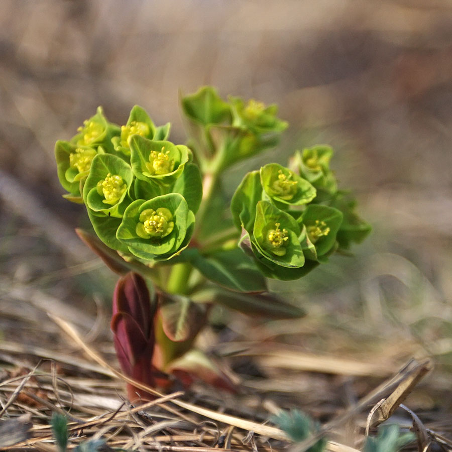 Изображение особи Euphorbia komaroviana.