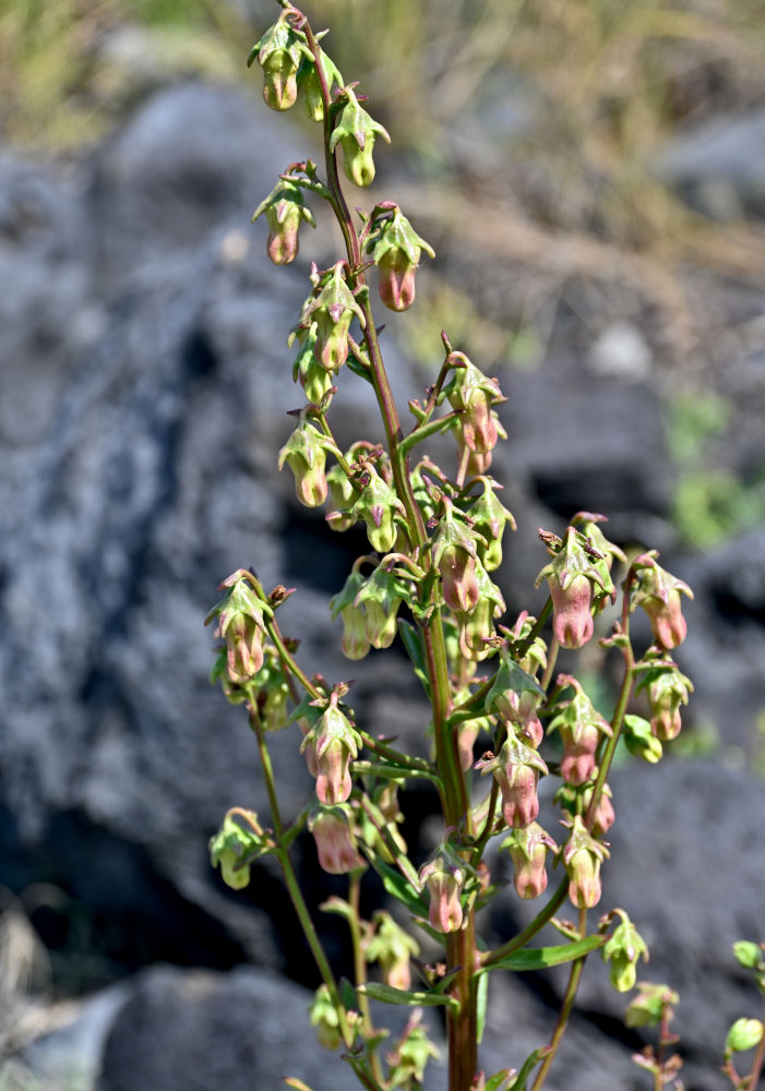 Image of Azorina vidalii specimen.