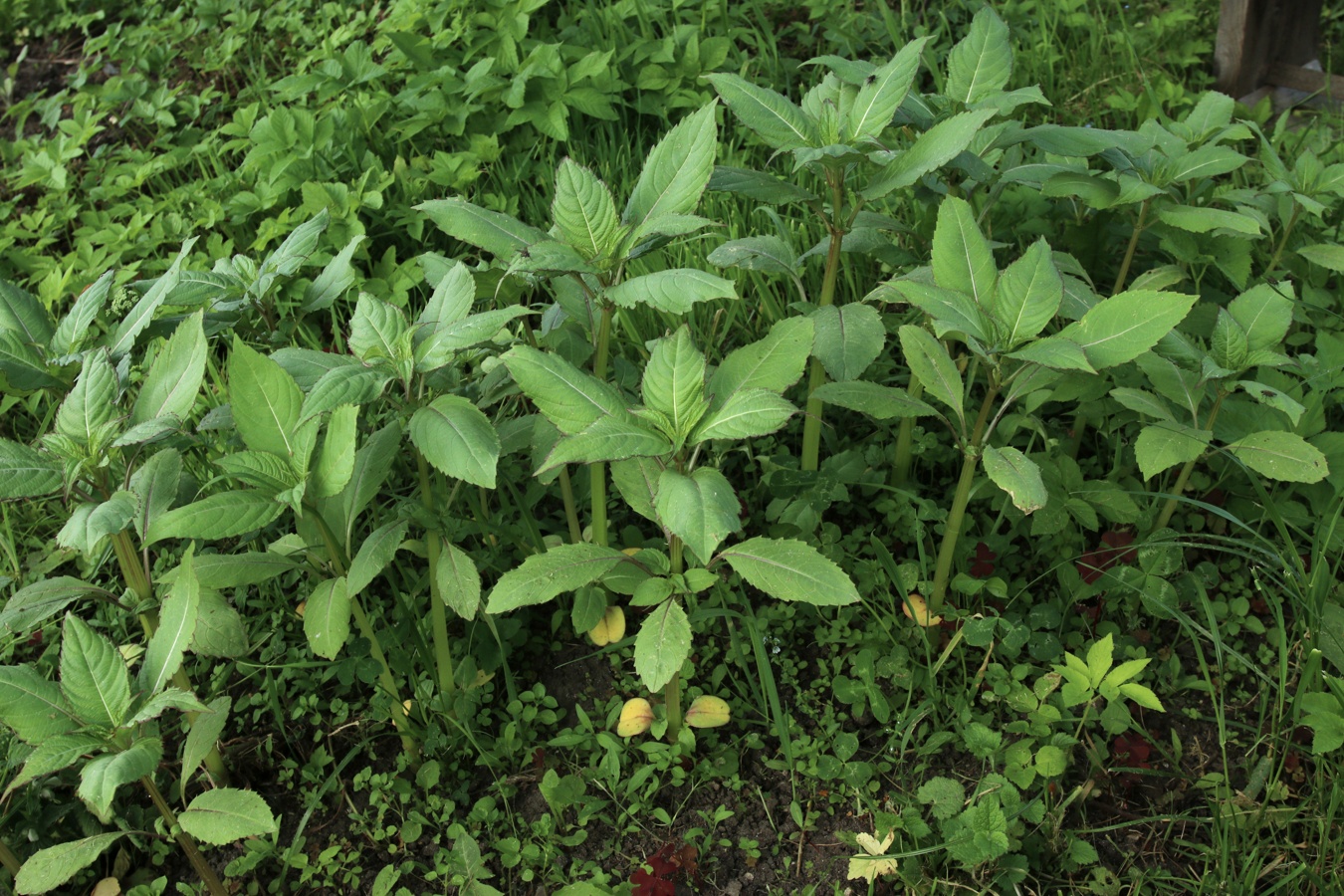 Image of Impatiens glandulifera specimen.