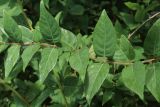 Lonicera tatarica