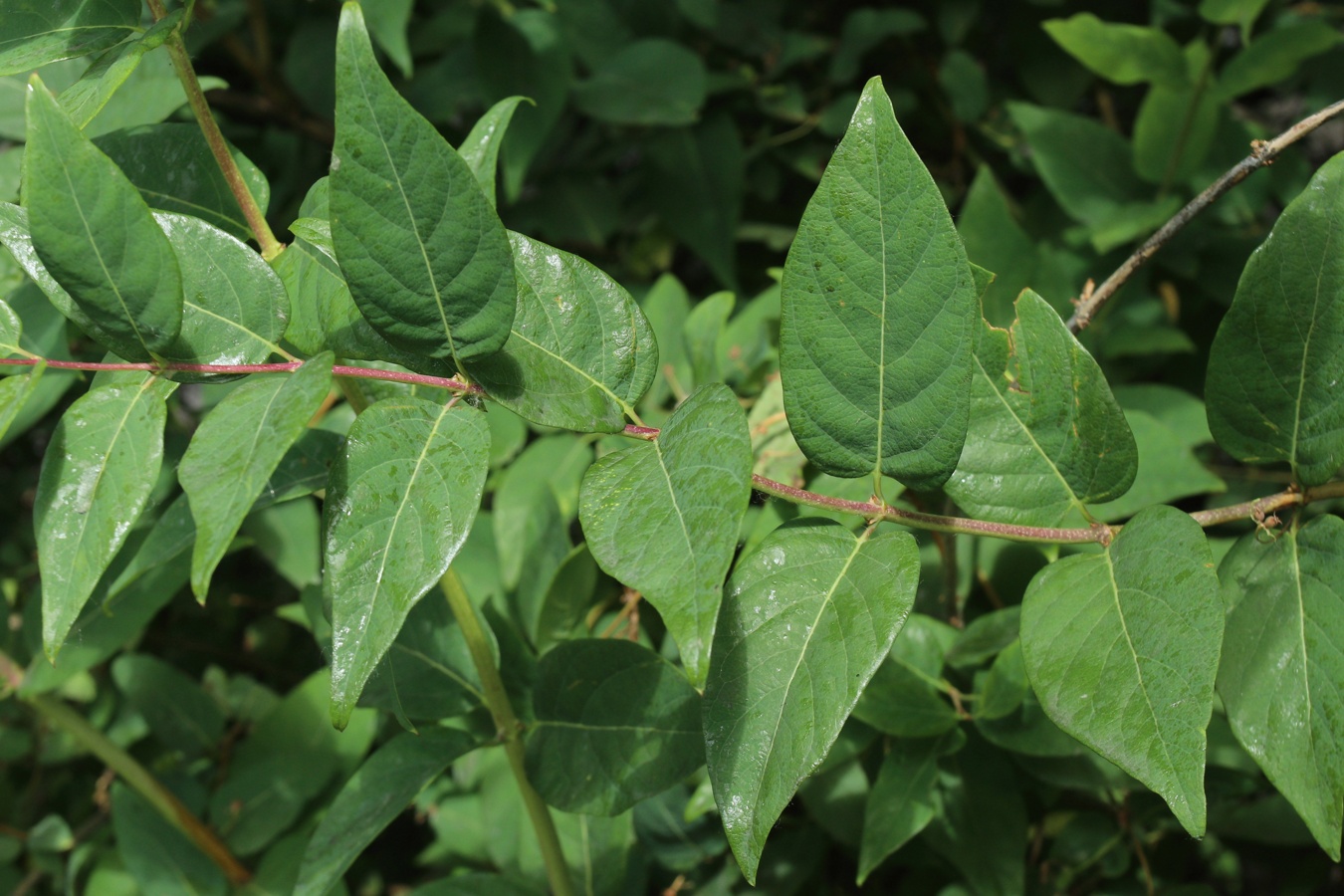 Изображение особи Lonicera tatarica.