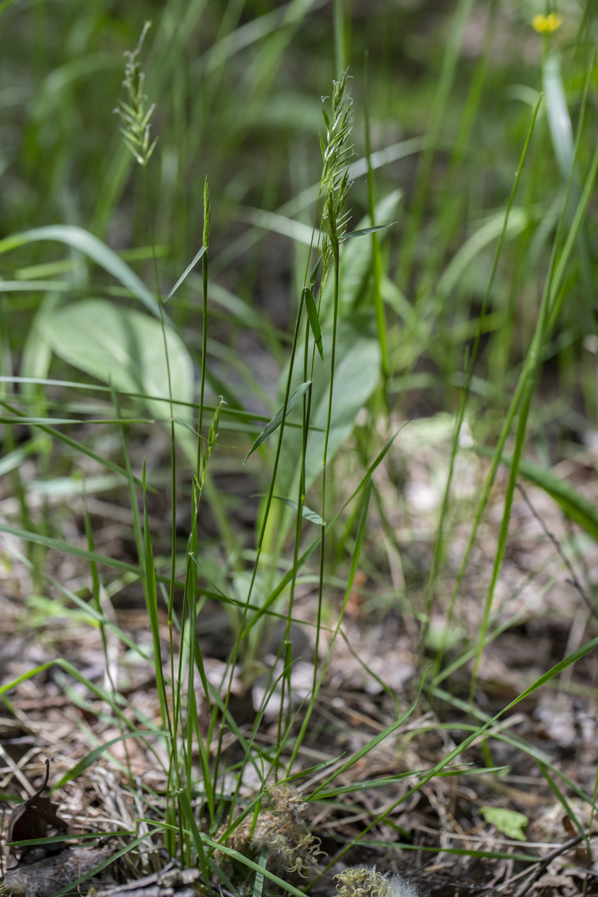 Image of Anthoxanthum odoratum specimen.