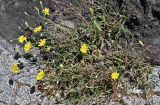 Tolpis succulenta
