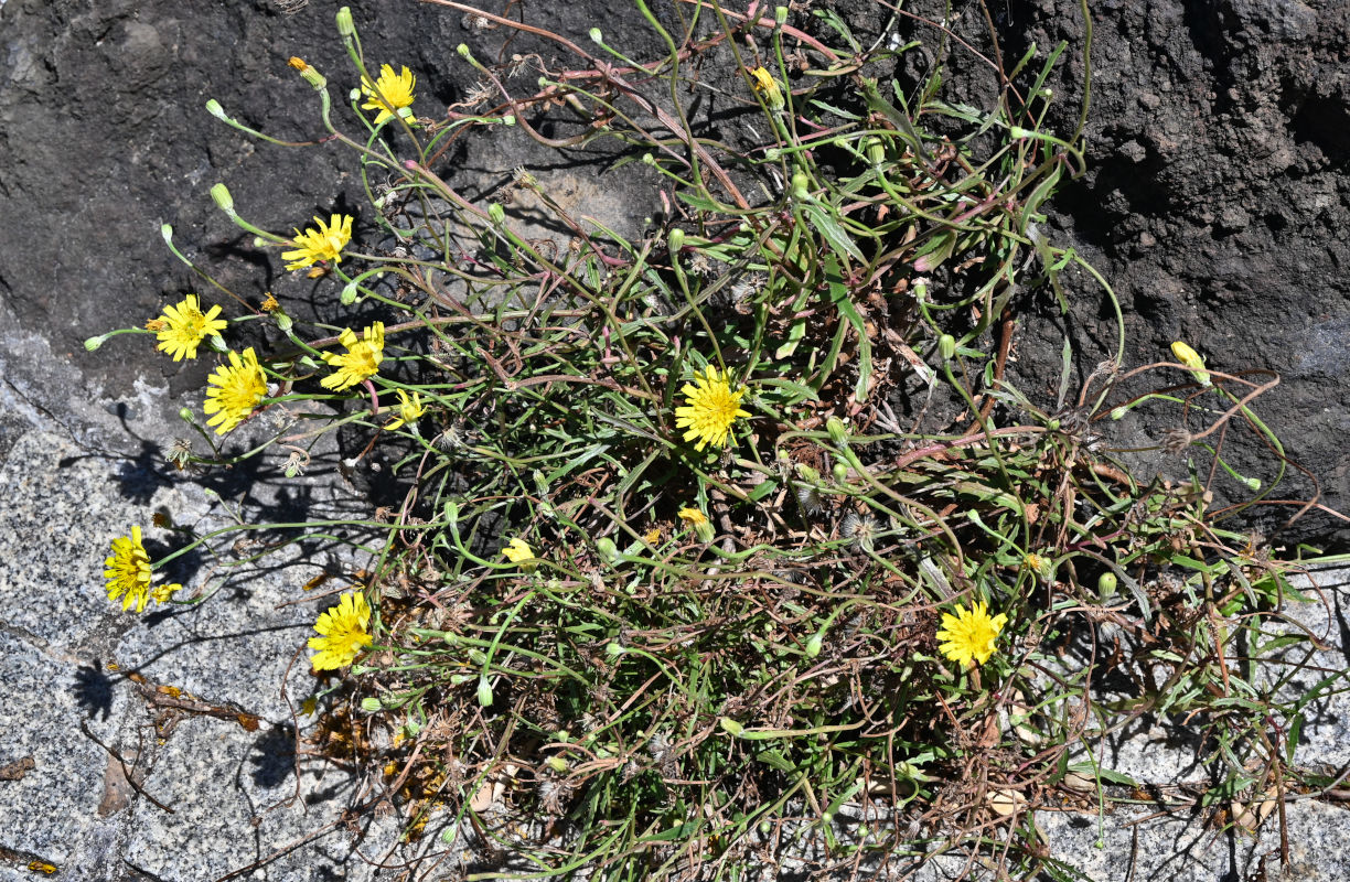 Image of Tolpis succulenta specimen.