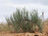 семейство Chenopodiaceae