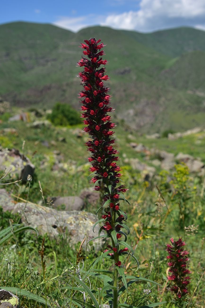 Изображение особи Echium russicum.