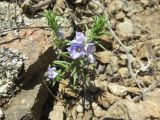 Veronica grisebachii