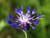 Centaurea tanaitica