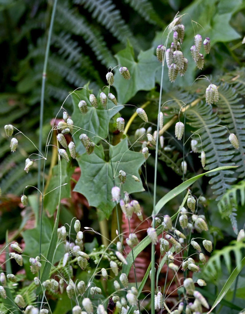 Image of Briza maxima specimen.