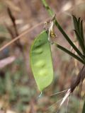 genus Vicia. Плод. Таджикистан, Горно-Бадахшанская автономная обл., Шугнанский р-н, окр. кишлака Нимос, дол. р. Гунт, ≈ 2810 м н.у.м., поляна среди зарослей кустарников. 15 июля 2026 г.
